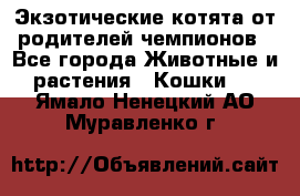  Экзотические котята от родителей чемпионов - Все города Животные и растения » Кошки   . Ямало-Ненецкий АО,Муравленко г.